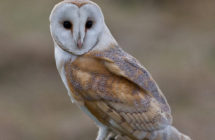 Barn owl