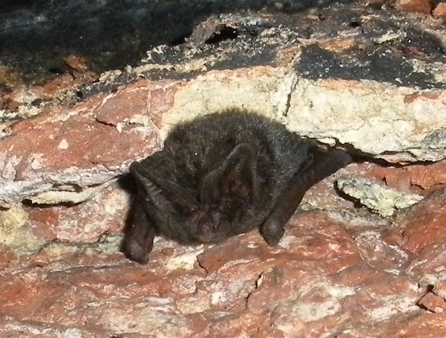 Preliminary Bat Roost Assessment - Cherryfield EcologyCherryfield Ecology