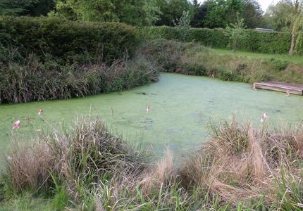 The pond is surveyed at stage 1