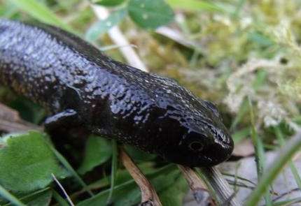 A GCN found on stage 2 surveys