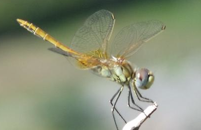 Dragonfly seen perching, is noted