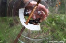 GCN in funnel trap