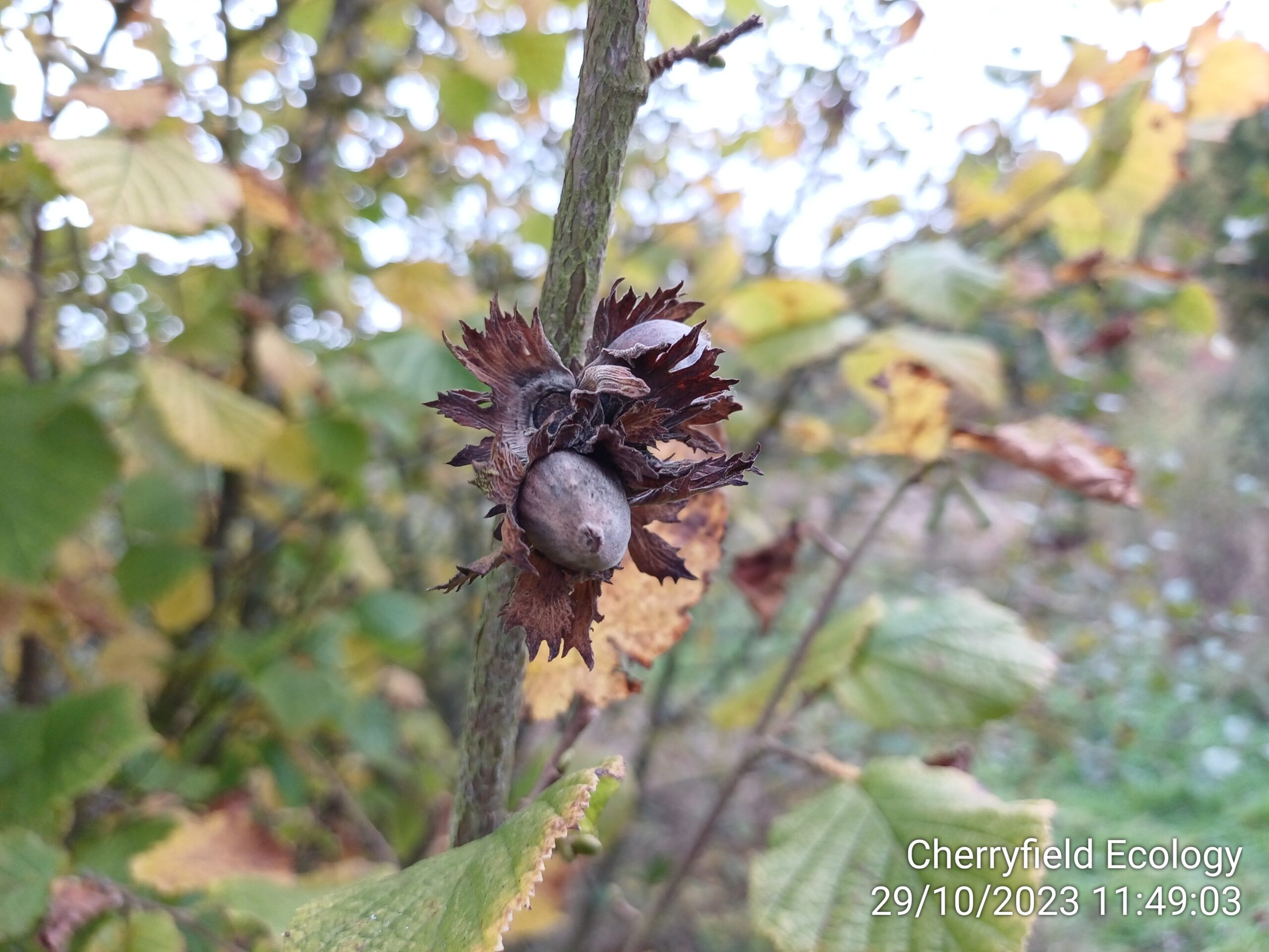 hazel tree and nuts 